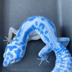 Bush - Blue leopard Gecko