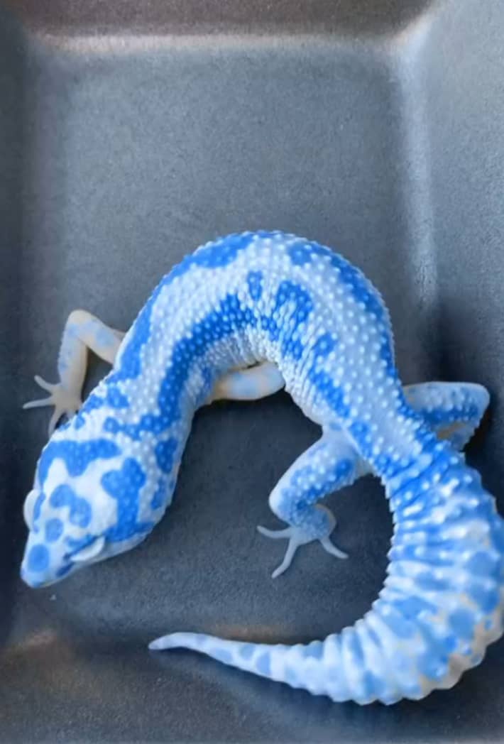 WhatsApp Image 2025-08-16 at 3.27.43 AM