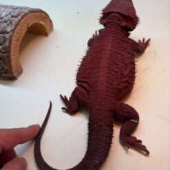 Dom - Red Monster Bearded Dragon