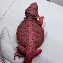 Jules - Red Monster Bearded Dragon