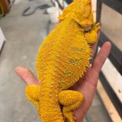Waki - Citrus Bearded Dragon