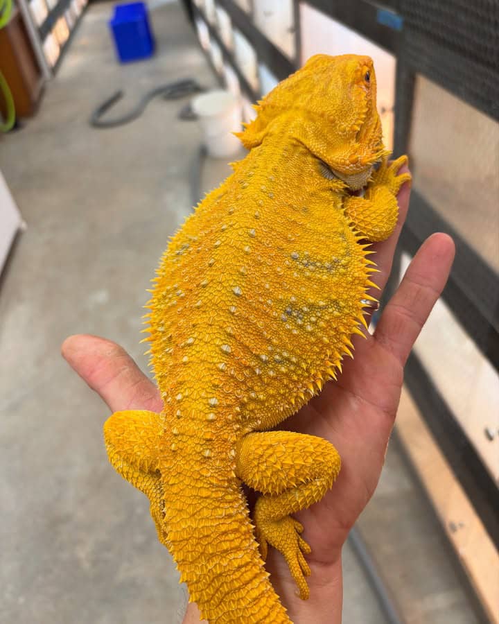 WhatsApp Image 2025-08-16 at 3.27.45 AM