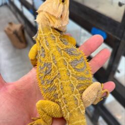 Pino - Yellow tiger Leather back