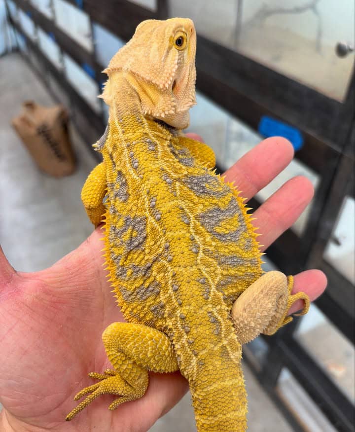 WhatsApp Image 2025-08-16 at 3.27.46 AM (1)