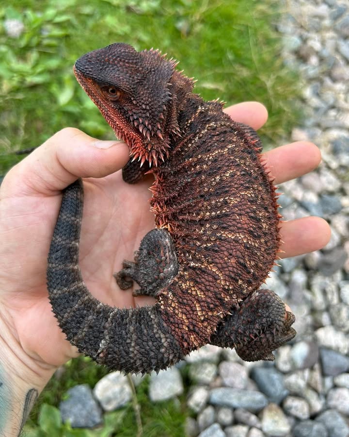 WhatsApp Image 2025-08-16 at 3.27.46 AM