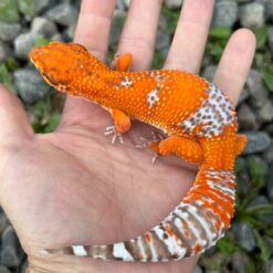 Jus - Leopard Gecko