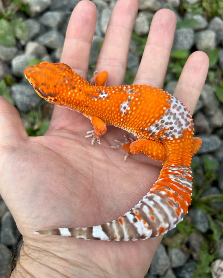 WhatsApp Image 2025-08-16 at 3.27.47 AM (1)