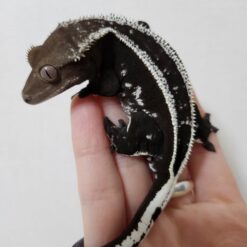 Lax - Axantic Crested Gecko