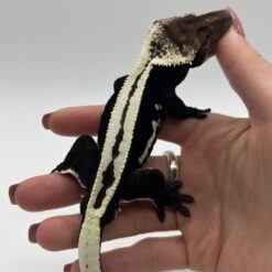 Dani - Axantic Crested Gecko