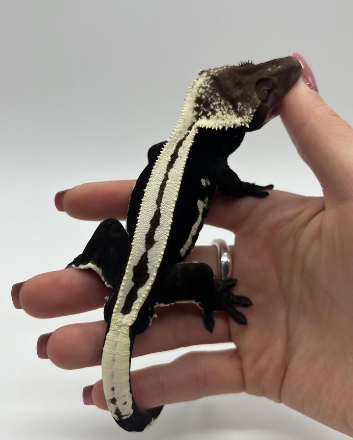 WhatsApp Image 2025-08-16 at 3.27.48 AM