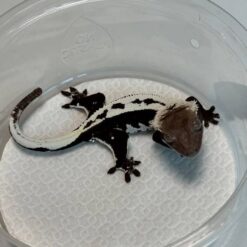 Neta - Axantic Crested Gecko