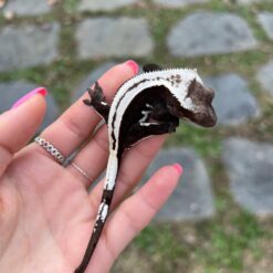 Jupiter - Axantic Crested Gecko