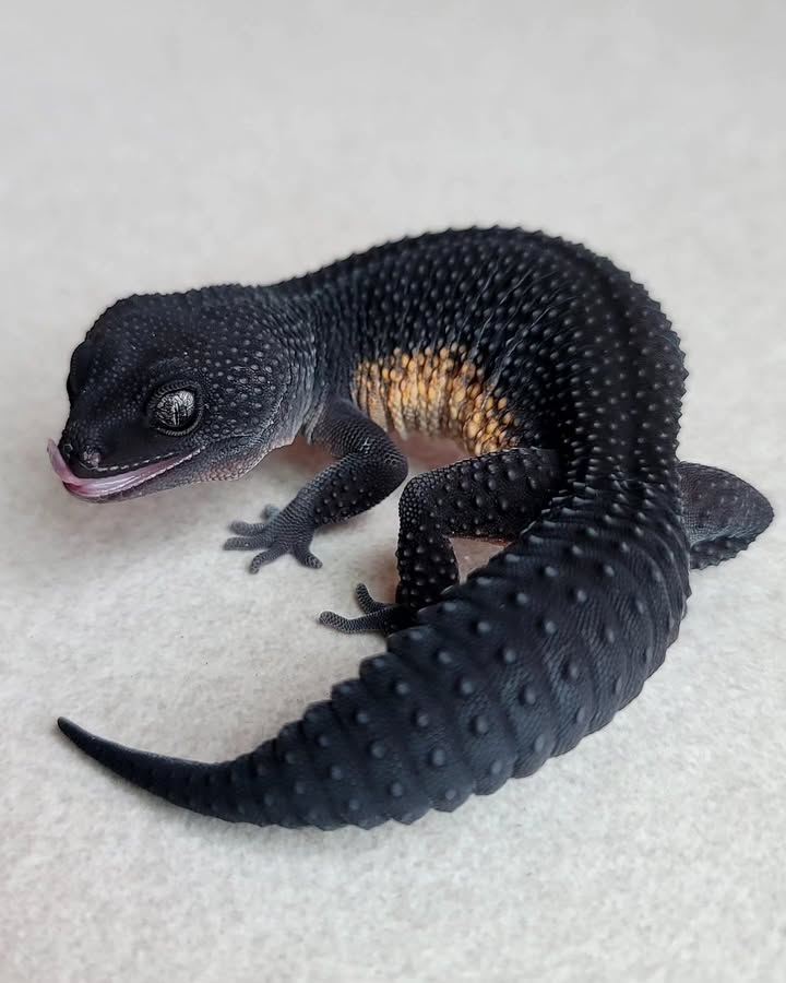 WhatsApp Image 2025-08-16 at 3.27.50 AM