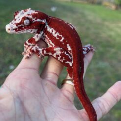 Alphonse - Red striped gargoyle gecko