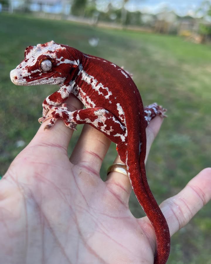 WhatsApp Image 2025-08-16 at 3.27.51 AM (1)