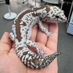 Kona - African fat tailed Gecko