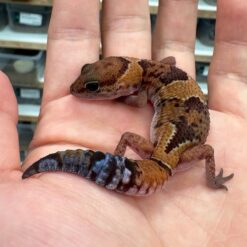 Hush - Grey Husky leopard gecko