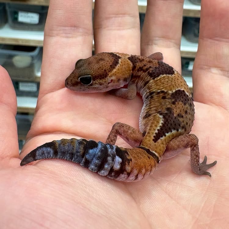 WhatsApp Image 2025-08-16 at 3.27.52 AM (1)