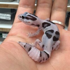 Shella - Oreo Patternless Het Ghost Leopard Gecko