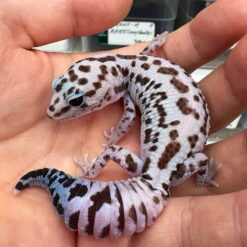 Hurley - African fat Tailed Leopard Gecko