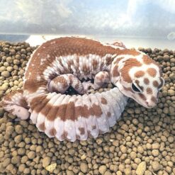 Omad - African fat tailed leopard gecko