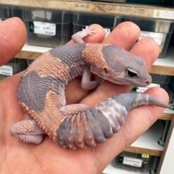 Amma - Ghost Het Snow Leopard Gecko